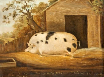 Gloucester Old Spot Pig, 1834